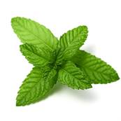 Menthe Poivrée Feuille Extrait Sec 3% Huile Essentielle CWS