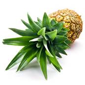 Ananas Tige Poudre 250m Dbactrise