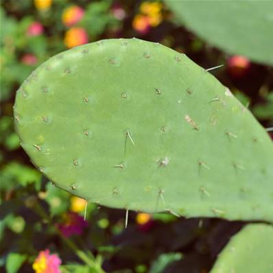 Nopal Cladode Poudre 200µm 