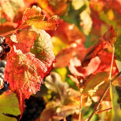 BIO Vigne Rouge Feuille Entière